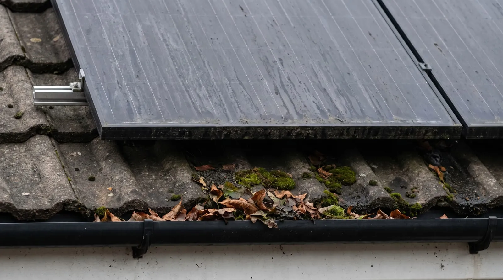 The lower edge of a solar array above a gutter with moss and leaves